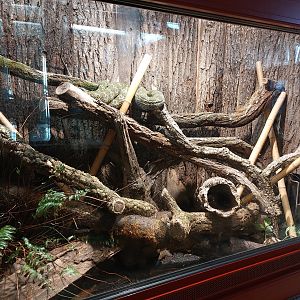 Mangshan pit viper enclosure