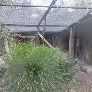Yellow-throated marten exhibit