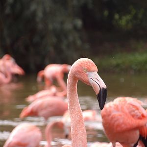 Chilean Flamingo (Phoenicopterus chilensis)
