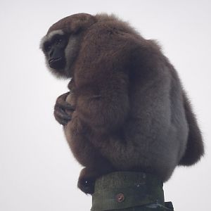 Agile Gibbon - Storm (Hylobates agilis)