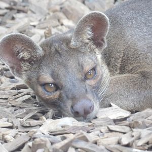 Fossa (Cryptoprocta ferox)