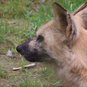 African Wild Dog (Lycaon pictus)