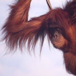 Sumatran Orangutan (Pongo abelii)