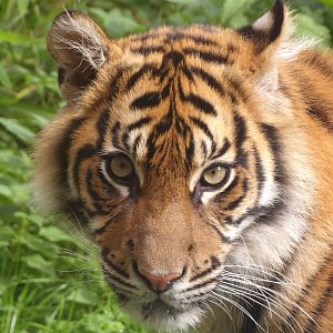 Sumatran Tiger Cub (Panthera tigris sumatrae)