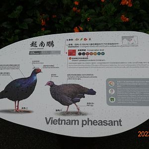 The sign of Vietnam Pheasant (Lophura edwardsi)