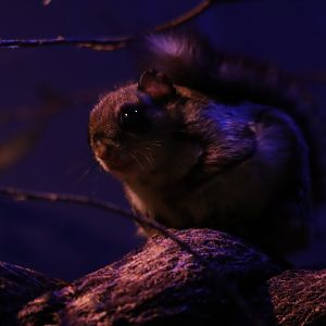 Japanese dwarf flying squirrel