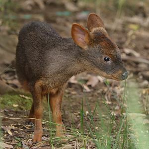 Southern pudu