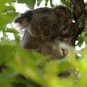 Northern Koala