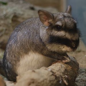 Plains Viscacha