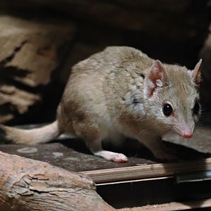 Kowari (Dasyuroides byrnei)