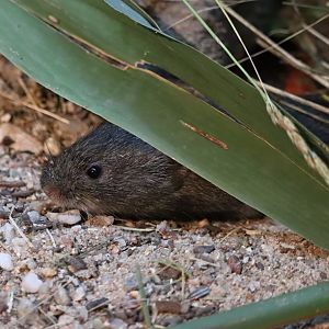 Reed vole (Alexandromys fortis)