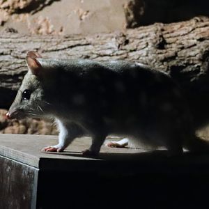 Eastern quoll (Dasyurus viverrinus)
