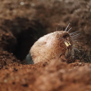 Ansell's mole-rat (Fukomys anselli)