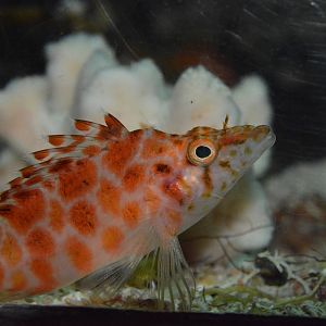 Cave hawkfish (Cirrhitichthys guichenoti)