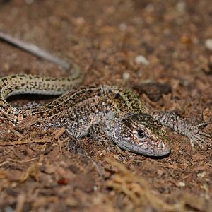 Caucasian sand lizard (Lacerta agilis boemica)