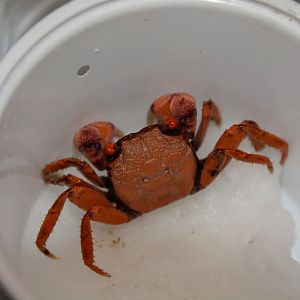 Orange disco vampire crab (Geosesarma tiomanicum)