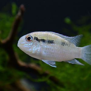 Banded acara (Bujurquina vittata)