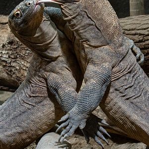 Komodo dragon (Varanus komodoensis)