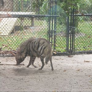 Naples Zoo (2022) - Striped Hyena