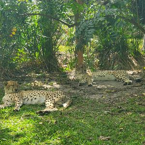 Naples Zoo (2022) - Cheetahs