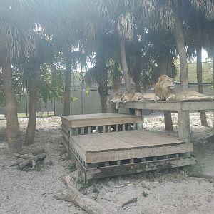 Naples Zoo (2022) - Lions hanging out