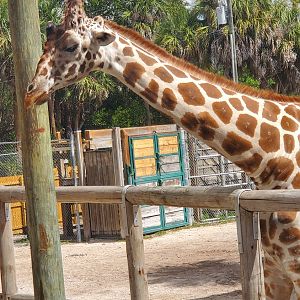 Naples Zoo (2022) - Giraffe