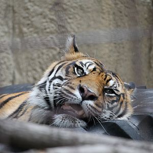 Sumatran tiger (Panthera tigris sumatrae)