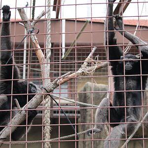 Mueller’s Gibbon pair