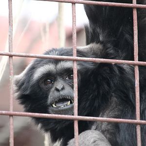 Mueller’s Gibbon (Hylobates muelleri)
