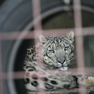 Snow Leopard (Panthera uncia)