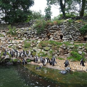 African penguin exhibit, 2023-10-07