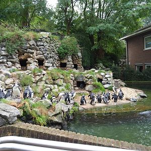 African penguin exhibit, 2023-10-07