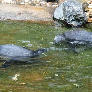 Swimming juvenile African penguins (Spheniscus demersus), 2023-10-07