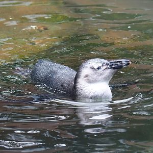 Swimming juvenile African penguin (Spheniscus demersus), 2023-10-07