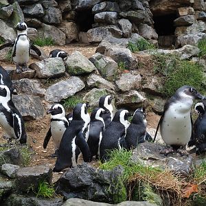 African penguins (Spheniscus demersus), 2023-10-07