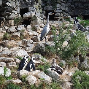 African penguins (Spheniscus demersus) and Wild Grey heron (Ardea cinerea), 2023-10-07
