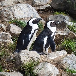 African penguins (Spheniscus demersus), 2023-10-07