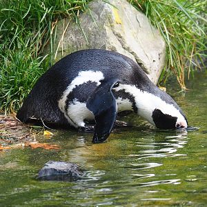 African penguin (Spheniscus demersus), 2023-10-07