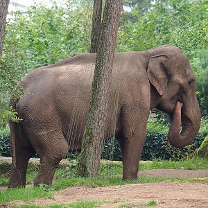 Asian elephant (Elephas maximus), 2023-10-07