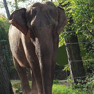 Asian elephant (Elephas maximus), 2023-10-07