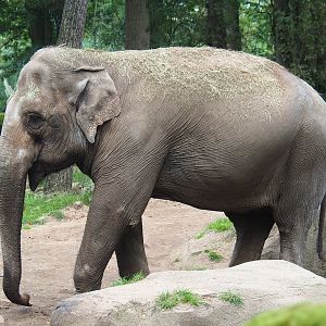 Asian elephant (Elephas maximus), 2023-10-07