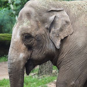 Asian elephant (Elephas maximus), 2023-10-07