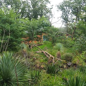 Ring-tailed lemur and Black lemur island, 2023-10-07