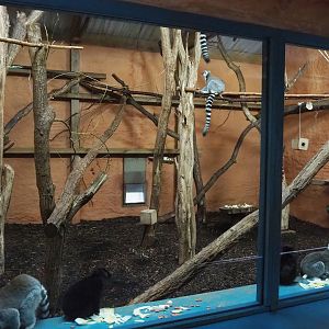 Ring-tailed lemur and Black lemur indoor housing, 2023-10-07