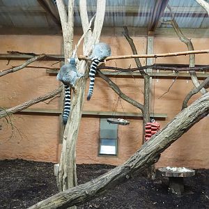 Ring-tailed lemur and Black lemur indoor housing, 2023-10-07