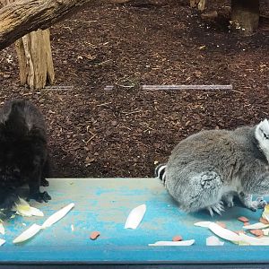 Ring-tailed lemur (Lemur catta) and Black lemur (Eulemur macaco) having breakfast, 2023-10-07
