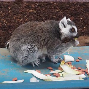 Ring-tailed lemur (Lemur catta) having breakfast, 2023-10-07