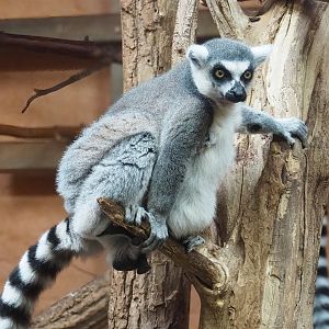 Ring-tailed lemur (Lemur catta), 2023-10-07