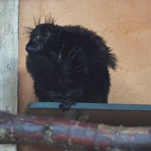 Black lemur (Eulemur macaco), 2023-10-07
