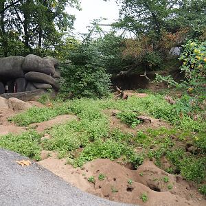 Meerkat exhibit, 2023-10-07